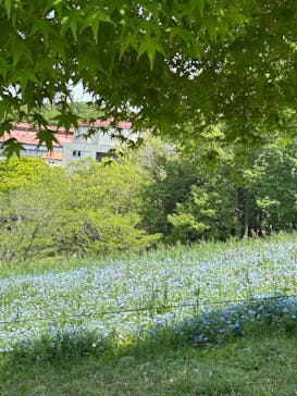 こうべアグリパークネモフィラの丘2025に投稿された画像（2025/5/4）