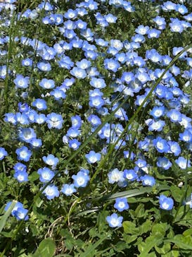 こうべアグリパークネモフィラの丘2025に投稿された画像（2025/5/4）