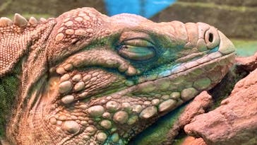 名古屋市東山動植物園に投稿された画像（2025/5/4）