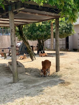 東武動物公園に投稿された画像（2025/5/4）