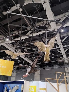 特別展「鳥～ゲノム解析が解き明かす新しい鳥類の系統～」に投稿された画像（2025/5/4）