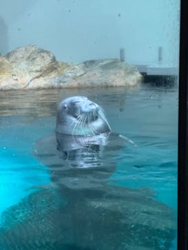 大分マリーンパレス水族館 「うみたまご」に投稿された画像（2025/5/4）