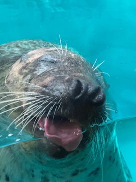 大分マリーンパレス水族館 「うみたまご」に投稿された画像（2025/5/4）