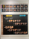 特別展「古代DNA－日本人のきた道」（国立科学博物館）に投稿された画像（2025/5/4）