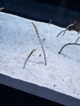 すみだ水族館に投稿された画像（2025/5/4）