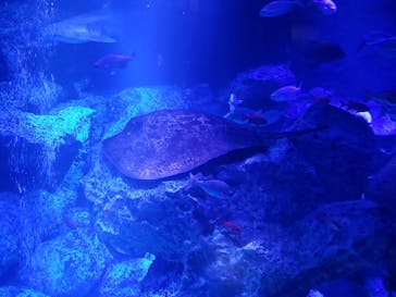 すみだ水族館に投稿された画像（2025/5/4）