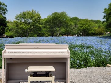 こうべアグリパークネモフィラの丘2025に投稿された画像（2025/5/4）