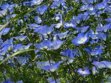 こうべアグリパークネモフィラの丘2025に投稿された画像（2025/5/4）