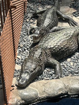 熱川バナナワニ園に投稿された画像（2025/5/4）