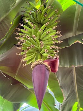 熱川バナナワニ園に投稿された画像（2025/5/4）