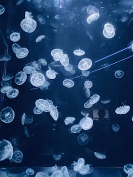 京都水族館に投稿された画像（2025/5/4）