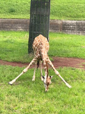 千葉市動物公園に投稿された画像（2025/5/4）