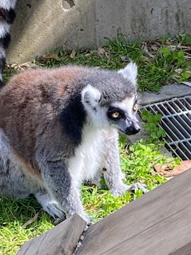 東武動物公園に投稿された画像（2025/5/4）