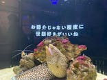 横浜開運水族館 フォーチュンアクアリウムに投稿された画像（2025/5/4）