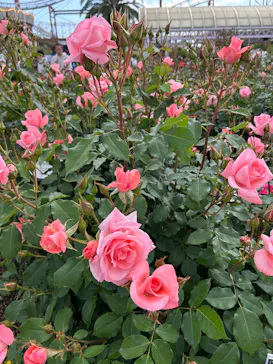 ひらかたパークに投稿された画像（2025/5/4）