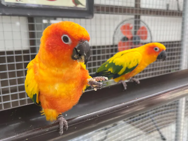 掛川花鳥園の口コミ ｜黄色い鳥が手に乗ってくれて嬉し｜アソビュー！