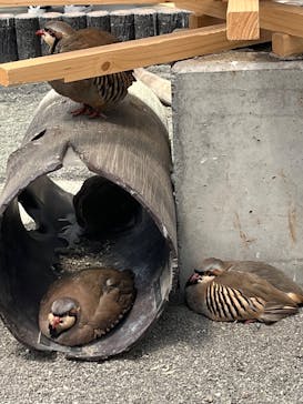 掛川花鳥園に投稿された画像（2025/5/4）