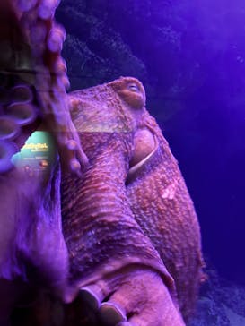 新江ノ島水族館に投稿された画像（2025/5/4）