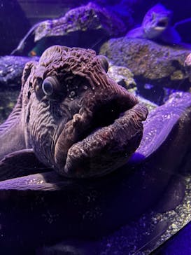 新江ノ島水族館に投稿された画像（2025/5/4）