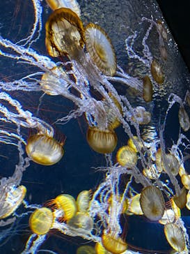 新江ノ島水族館に投稿された画像（2025/5/4）