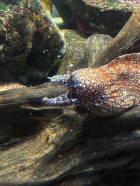 新江ノ島水族館に投稿された画像（2025/5/4）