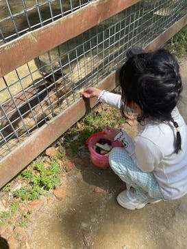しろとり動物園に投稿された画像（2025/5/4）