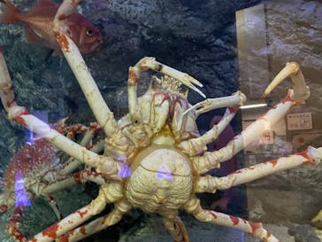 大分マリーンパレス水族館 「うみたまご」に投稿された画像（2025/5/4）