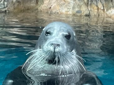 大分マリーンパレス水族館 「うみたまご」に投稿された画像（2025/5/4）