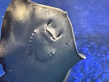 大分マリーンパレス水族館 「うみたまご」に投稿された画像（2025/5/4）