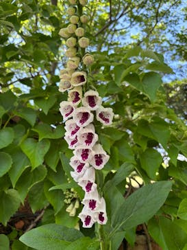 安城産業文化公園デンパークに投稿された画像（2025/5/4）