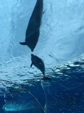 横浜・八景島シーパラダイスに投稿された画像（2025/5/4）
