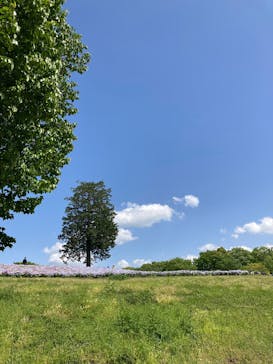 とっとり花回廊に投稿された画像（2025/5/4）