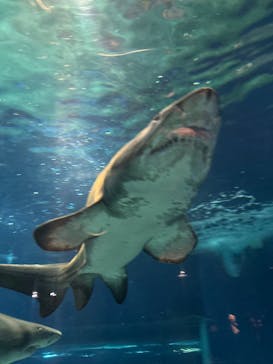 アクアワールド茨城県大洗水族館に投稿された画像（2025/5/4）