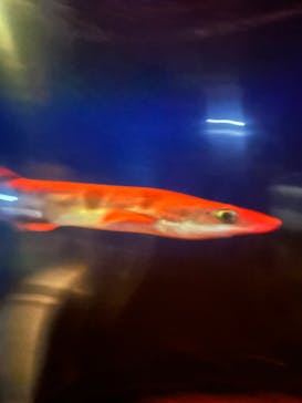 アクアワールド茨城県大洗水族館に投稿された画像（2025/5/4）