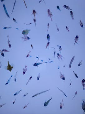 新世界『透明標本』展 ＠北九州市科学館に投稿された画像（2025/5/4）