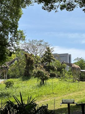 天王寺動物園に投稿された画像（2025/5/4）