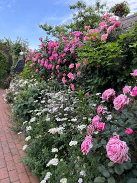 横浜イングリッシュガーデンに投稿された画像（2025/5/4）