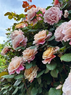 横浜イングリッシュガーデンに投稿された画像（2025/5/4）