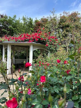 横浜イングリッシュガーデンに投稿された画像（2025/5/4）