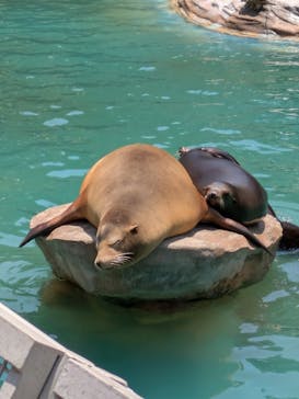名古屋市東山動植物園に投稿された画像（2025/5/4）