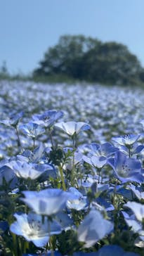 こうべアグリパークネモフィラの丘2025に投稿された画像（2025/5/4）