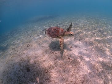 SUNSHINE MARIN 宮古島に投稿された画像（2025/5/4）