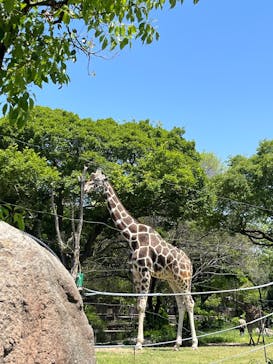 天王寺動物園に投稿された画像（2025/5/4）