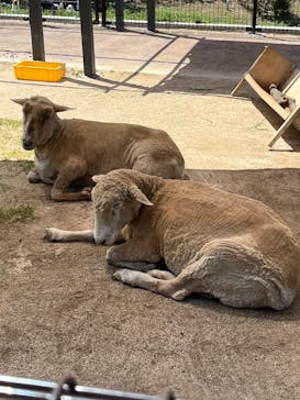 天王寺動物園に投稿された画像（2025/5/4）