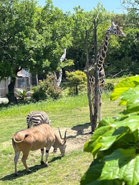 天王寺動物園に投稿された画像（2025/5/4）