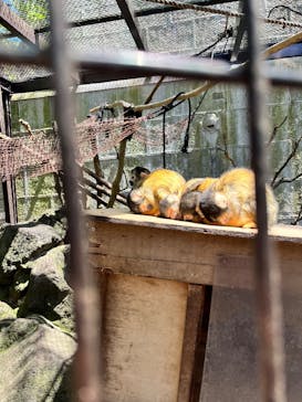伊豆シャボテン動物公園に投稿された画像（2025/5/4）