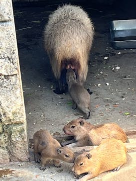 伊豆シャボテン動物公園に投稿された画像（2025/5/4）