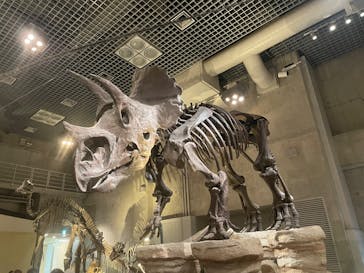 国立科学博物館に投稿された画像（2025/5/4）