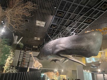 国立科学博物館に投稿された画像（2025/5/4）
