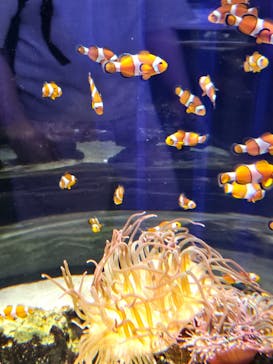 NIFREL（ニフレル）に投稿された画像（2025/5/4）